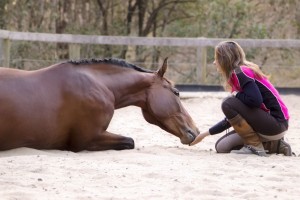 gold coast horse riding