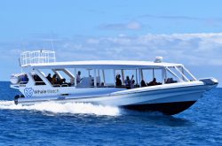 Whale Watching Tours Queensland